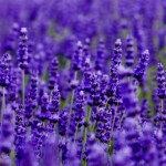 Grown in England  Rose Cottage Herbs & The Lavender Farm 2