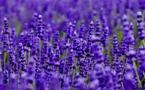 Grown in England  Rose Cottage Herbs & The Lavender Farm 2