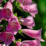 Grown in England  Rose Cottage Herbs & The Lavender Farm 3