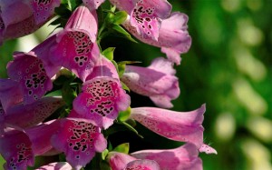 Grown in England  Rose Cottage Herbs & The Lavender Farm 3