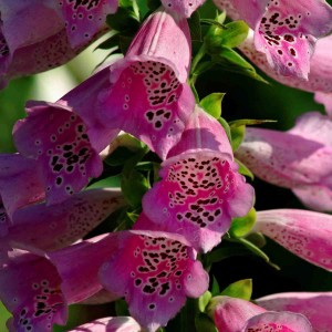 Grown in England  Rose Cottage Herbs & The Lavender Farm 4