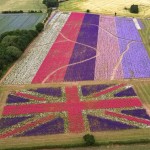 Grown in England The Real Flower Petal Confetti Company 5