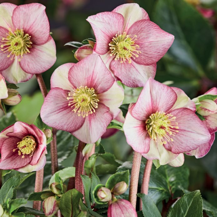 Golden Valley Plants Grown In England