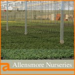 Grown in England Allensmore Nurseries 7