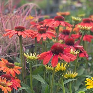 Grown in England Grovewell Garden Centres