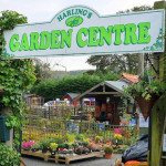 Grown in the UK .Harling's Garden Centre