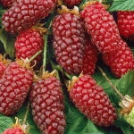 Grown in the UK .Shrubland Nurseries