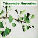 Grown in the UK .Triscombe Nurseries