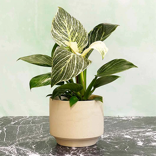 Canopy Plants Grown In England