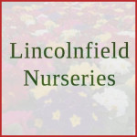 Grown in the UK Lincolnfield Nurseries