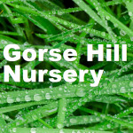Grown in the UK .Gorse Hill Nursery