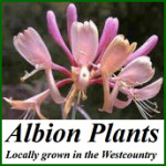 Grown in the UK Albion Plants