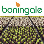Grown in the UK Boningale