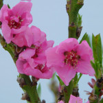 Grown in the UK Garden Style Plant Nursery