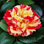 Grown in the UK The Cornish Rose Company 1