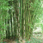 Grown in the UK UK Bamboos