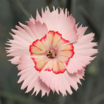 Grown in the UK Whetman Pinks 9