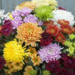 Grown in the UK Woolmans
