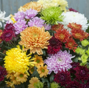 Grown in the UK Woolmans