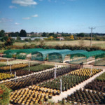 Grown in the UK Badshot Farm Nurseries