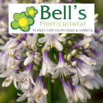 Grown in the UK Bells Gardening 1