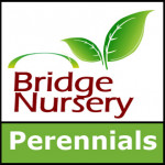 Grown in the UK Bridge Nursery Perennials
