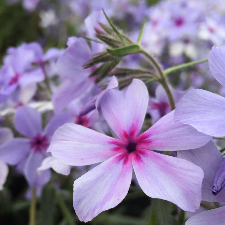 Chichester Trees and Shrubs Grown In England