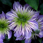 Grown in the UK Guernsey Clematis Nursery