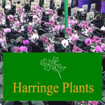 Grown in the UK Harringe Plants