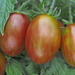 Grown in the UK Hawkesmill Nurseries