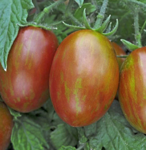Grown in the UK Hawkesmill Nurseries