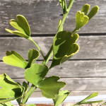 Grown in the UK Lime Cross Nursery