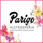 Grown in the UK Parigo AIstroemeria