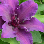 Grown in the UK Priorswood Clematis