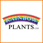 Grown in the UK Rainbow Plants