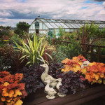 Grown in the UK Six Acre Nurseries Garden Centre