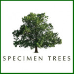 Grown in the UK Specimen Trees