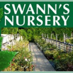Grown in the UK Swann's Nursery