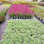 Grown in the UK Tamar Nurseries Ltd