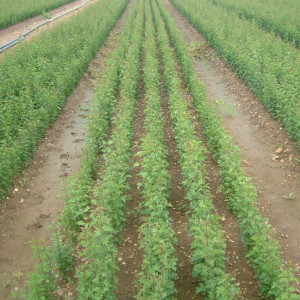Grown in the UK The Farm Forestry Co Ltd