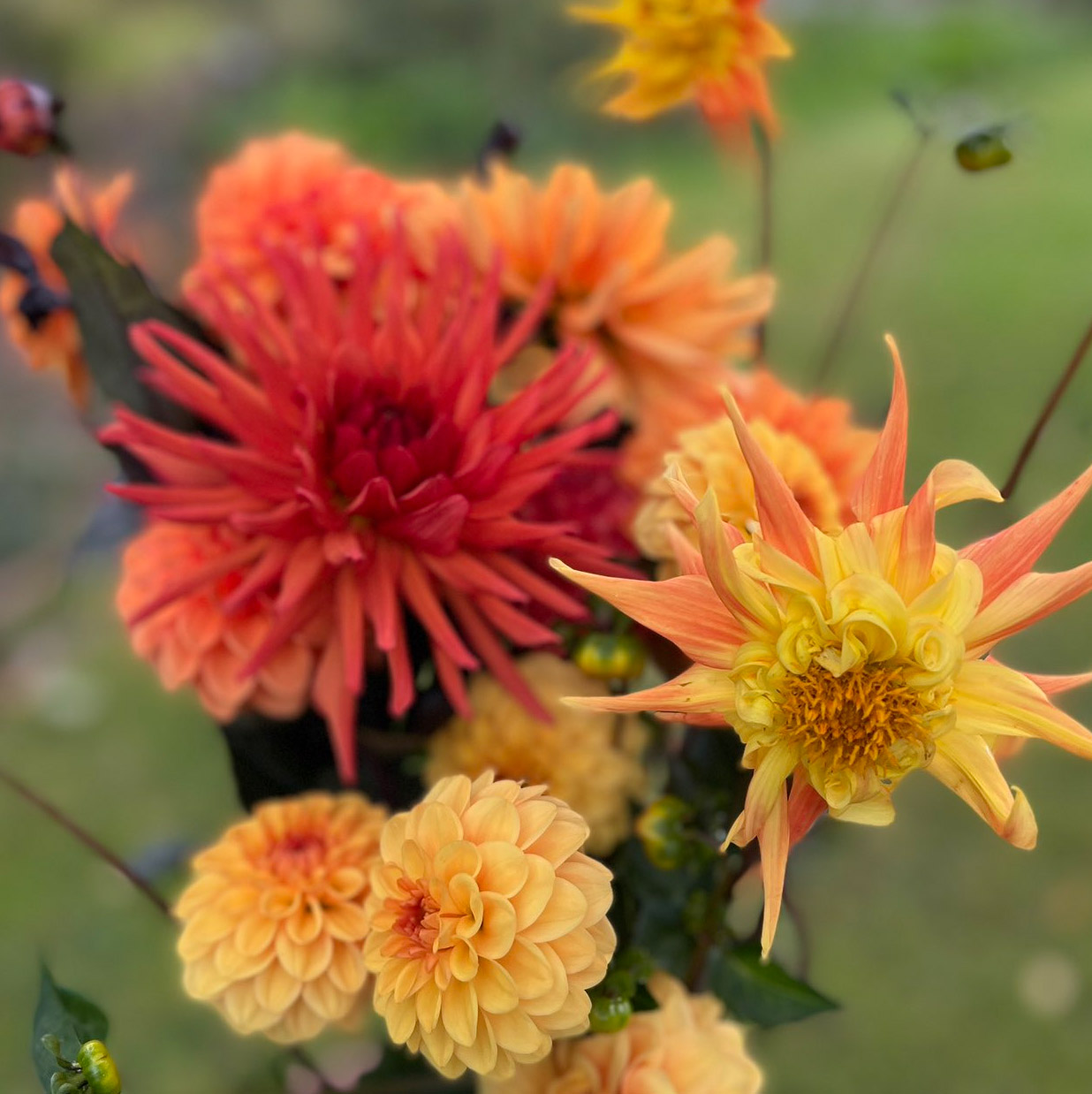 Dorset Dahlias Grown In England