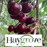 Grown in the UK Haygrove 2