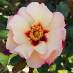Grown in the UK Rosa persica (hybrids) 1