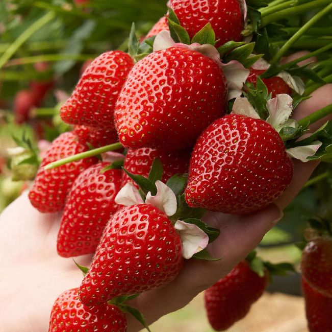Clock House Farm Grown In England