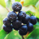 Grown in the UK Aronia Berries UK 1