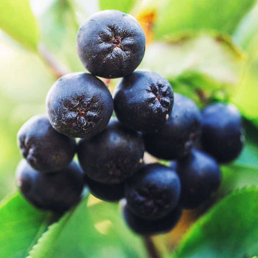 Aronia Berries UK Grown In England