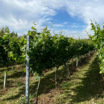 Grown in the UK Elysian Fields Vineyard