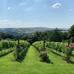 Grown in the UK Hope Valley Vineyard