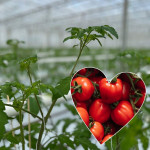 Grown in the UK The Green House Sussex 6
