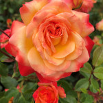 Grown in the UK Meteor 1